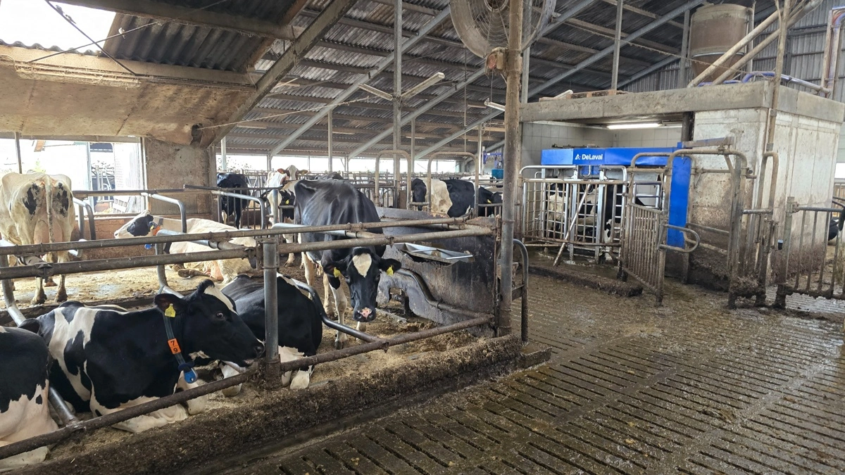 Der er tre Lely-malkerobotter til de 150 Holsteinkøer.