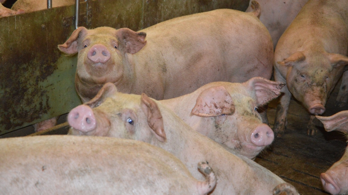 For de 19 besætninger, der indtil videre har deltaget i Lungvember 2026, svarer omfanget af mycoplasma-lungesyge ifølge Cevas beregning til et gennemsnitligt tab på 5,20 kroner pr. slagtegris. Arkivfoto: Camilla Bønløkke