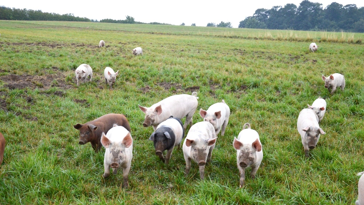 Natur og landbrugsproduktion skal kunne gå hånd i hånd. Frilands projekt skal hjælpe griseleverandørerne med at finde biodiversitetstiltag, der passer til den enkelte bedrift. Arkivfoto: Camilla Bønløkke
