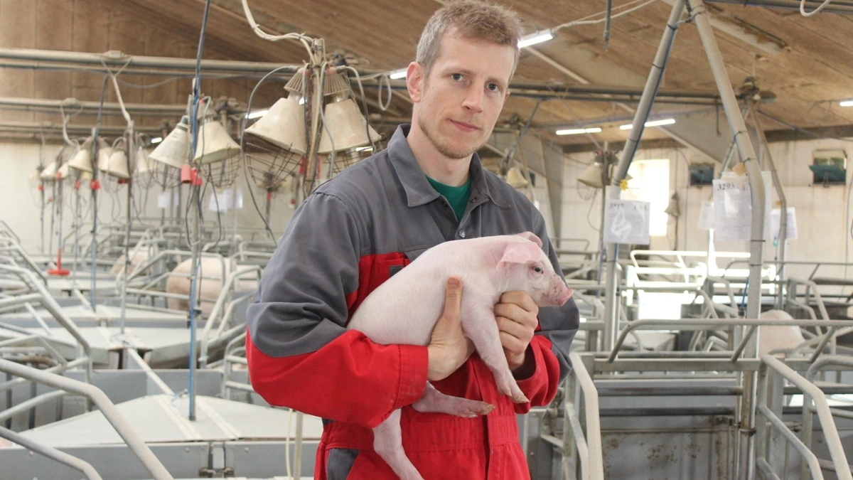 Gødskningsloven vil presse produktionen af slagtegrise og sætte ekstra fart på eksporten af smågrise. Det vurderer Jeppe Bloch Nielsen, der er formand i Landsforeningen af Danske Svineproducenter. Arkivfoto: Anne Wolfenberg