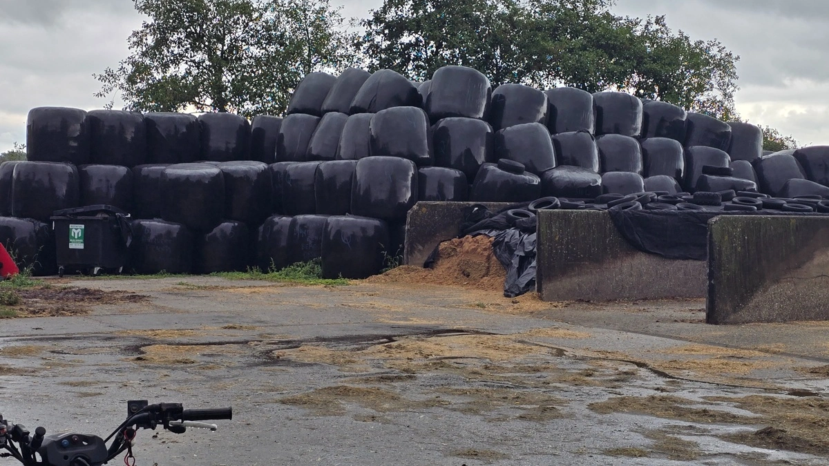 Da alle 35 hektar til gården er med permanent græs, indkøbes majsensilage i Wrapballer.