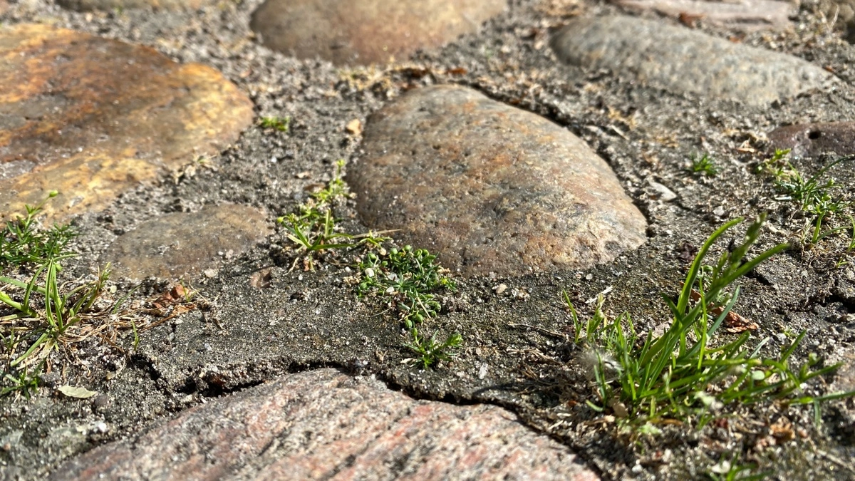 Billedet her er taget cirka fem uger efter behandling med Ultima Proff, og det enårige rapgræs er igen i normal vækst og klar til opfølgende behandling. Foto: Ecostyle