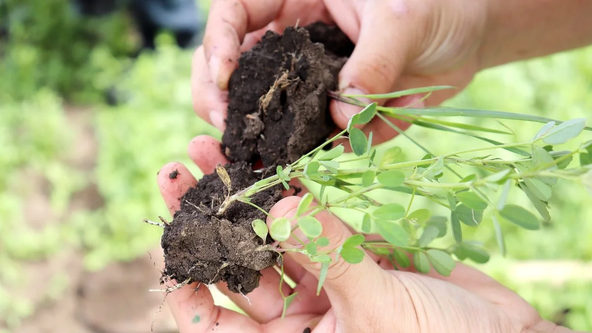 Den russiske sortjord, som er farvet sort af forhistoriske skove, har i dag strukturskader flere steder fra tunge maskiner og for kraftig jordbehandling. Direkte såning og no till bliver i stigende grad taget i brug – her med lucerneplanter.