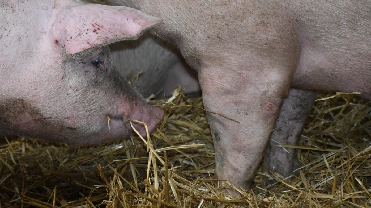 Alle grise skal have adgang til både rode- og beskæftigelsesmateriale. Materialet skal give grisene mulighed for blandt andet at rode, snuse, bide og tygge, fremgår det af Ø-Vets nyhedsbrev fra august.