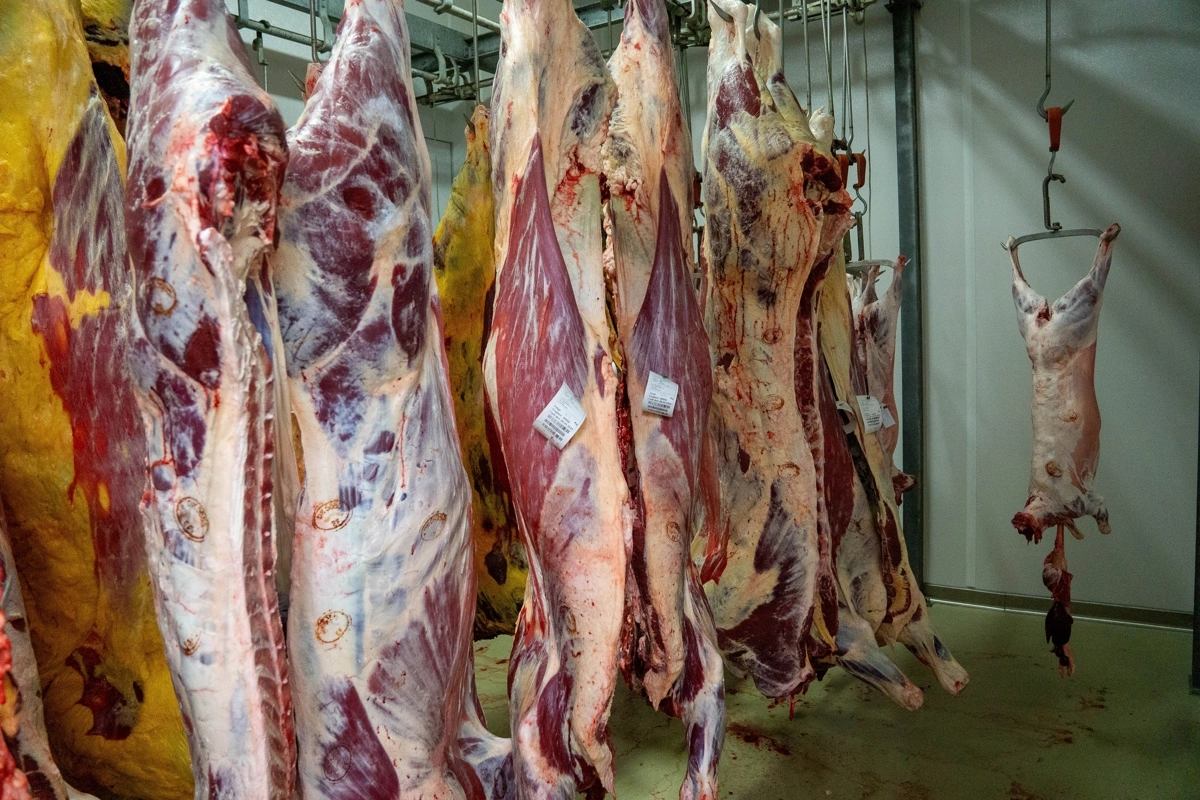 Mandag og tirsdag holder butikken lukket, så Skallebølle Slagtehus har fuldt fokus på at slagte dyr. De resterende dage i ugen bliver der stadig slagtet dyr.