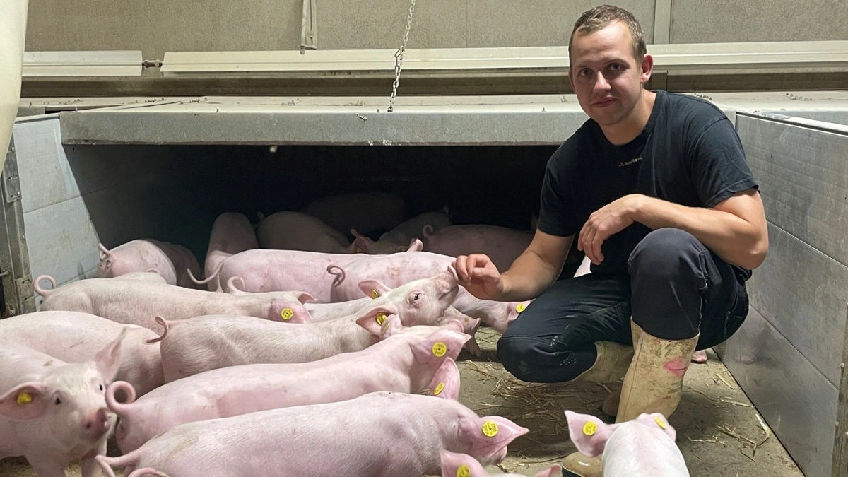 Danske griseproducenter er godt i gang. Her ses driftsleder Mathias Clausen fra Søvanggaard Opformering. Siden etablering som Topigs Norsvin-opformering i 2024 har de undladt at halekupere og kastrere grisene. Foto: Privat.