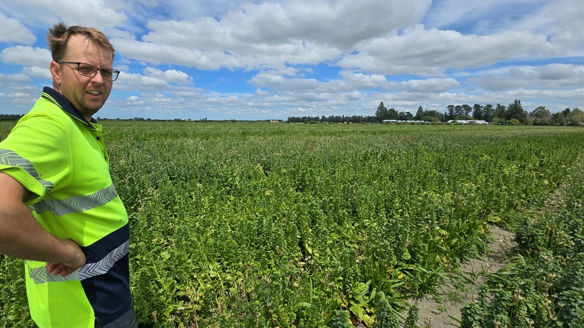 Spinatfrø er også en velkendt afgrøde i New Zealand og på Upton Farm.