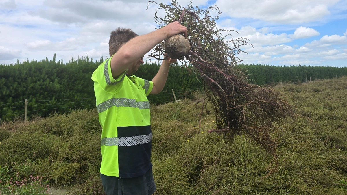 Rødbedefrø er en usædvanlig og krævende frøafgrøde, der viser, hvor dygtige frøavlere man er på Upton Farm.