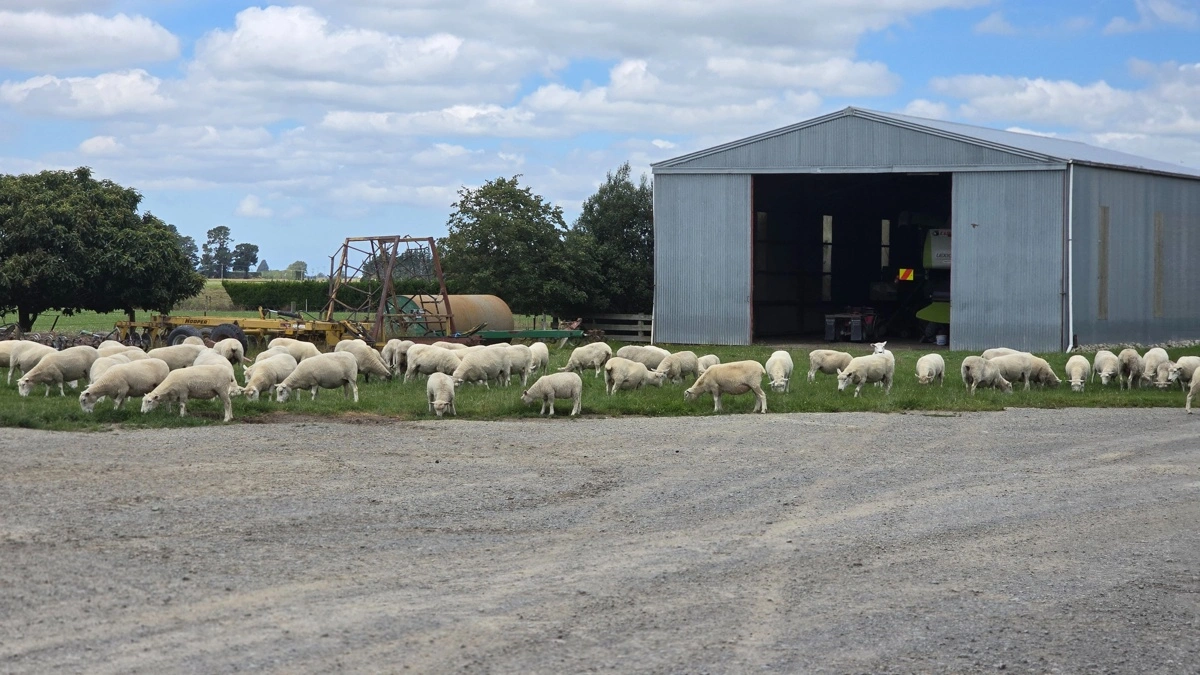 Upton Farm har sin egen fårebesætning.
