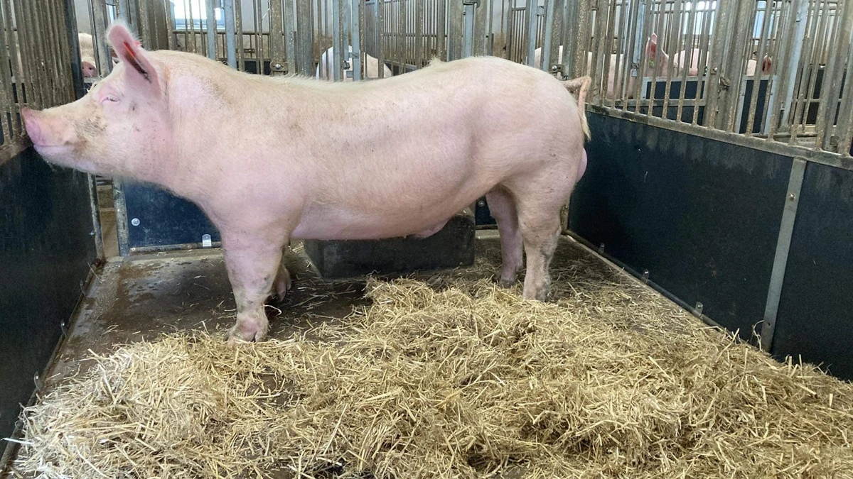Jesper Budolfsen skiftede i januar 2025 til TN Tempo som faderlinje. Siden har han ifølge egne beregninger reduceret foderomkostningerne til smågrisene. Foto: Topigs Norsvin