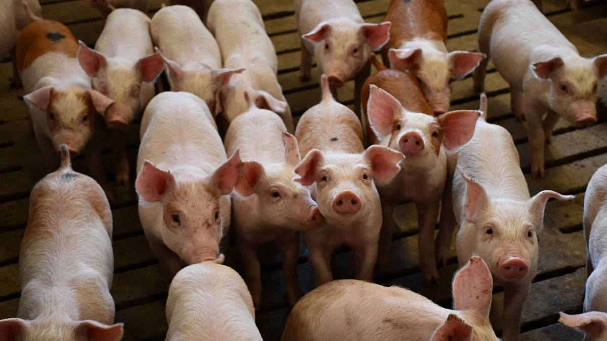 Alt korn fra Stovgaards egne marker bruges i foderet til grisene. Med et årligt kornbehov på omkring 17.000 ton er det dog nødvendigt også at købe betydelige mængder korn ind.