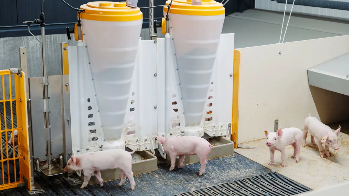 I de nye klimastalde fodres grisene med tre grundblandinger, hvor blandingsforholdet kan justeres løbende på stiniveau.