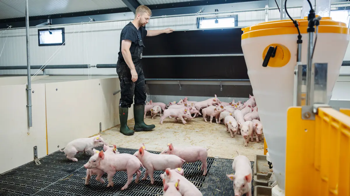 De første hold grise har været gennem de nye klimastalde hos Toftegaard Agri. Ifølge Morten Noe har der været enkelte tekniske justeringer, men foder- og klimaanlæg fungerer nu som tiltænkt.