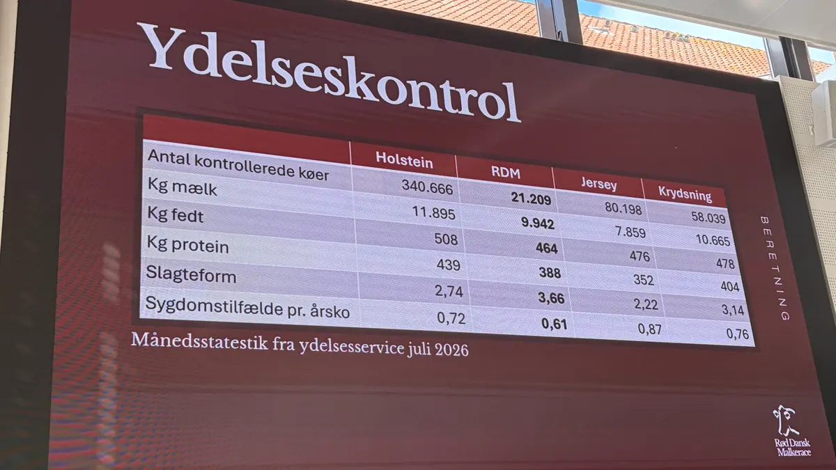 RDM har det seneste år haft en fremgang på 26 kg værdistof, og ifølge formanden har racen dermed mindst samme ydelsesfremgang som de øvrige malkeracer.