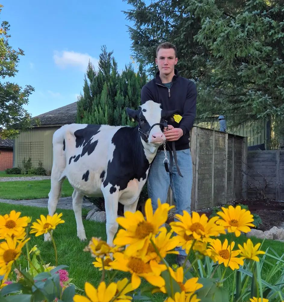 Noah stiller blandt andet med denne Blackburn-kvie. Moren blev bedste Holstein-kvie sidste år, og mormoren fik Noah i konfirmationsgave. 