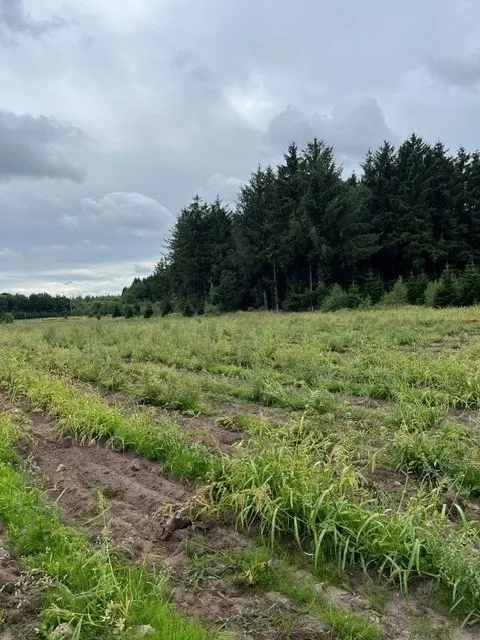 I mange år blev der dyrket juletræer på 20 hektar ved Kruså. Nu har Pia og Tom Jørgensen valgt at lade juletræerne vige for ny skov.