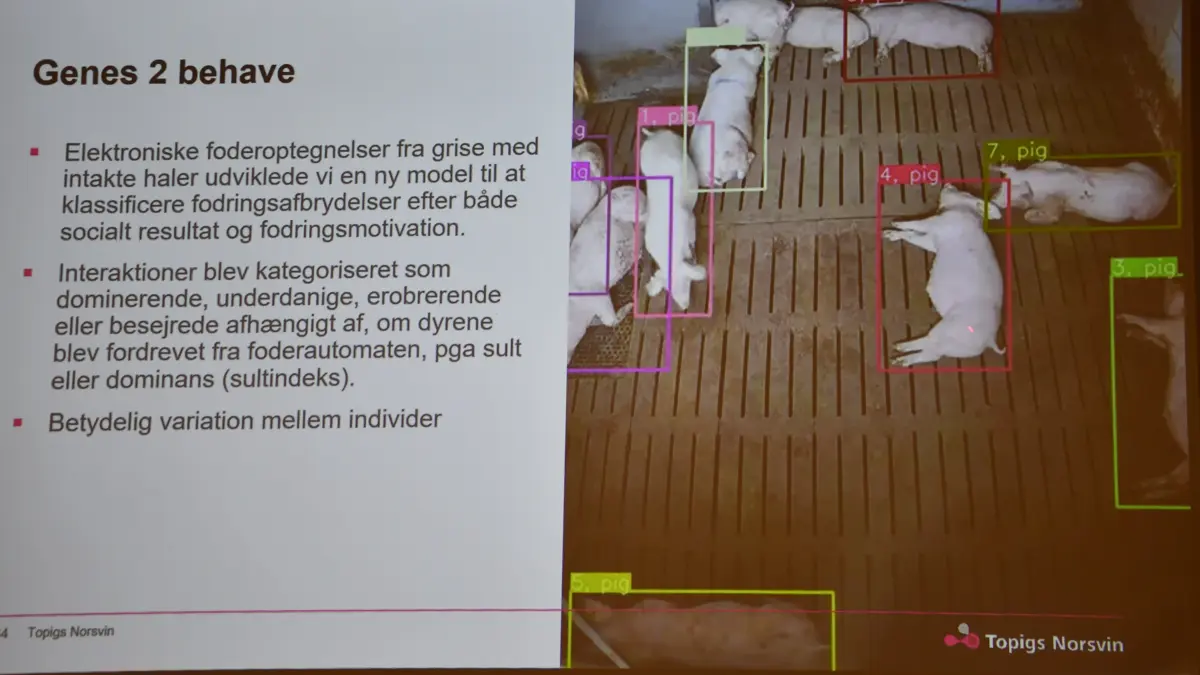 Ved at kombinere kameraovervågning med elektroniske foderregistreringer kan forskerne følge den enkelte gris og undersøge dens interaktioner med andre grise. Målet er blandt andet at få mere viden om dominerende og vigende adfærd.