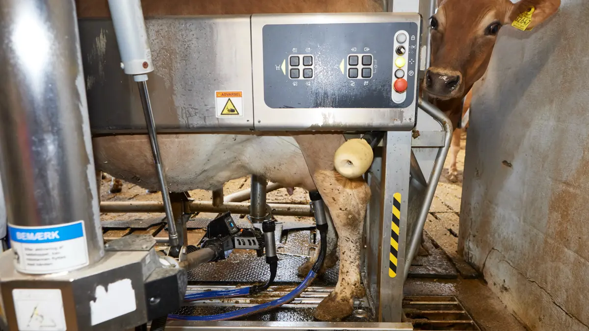 Sensorer i malkerobotter måler metan i køerne udåndingsluft. 