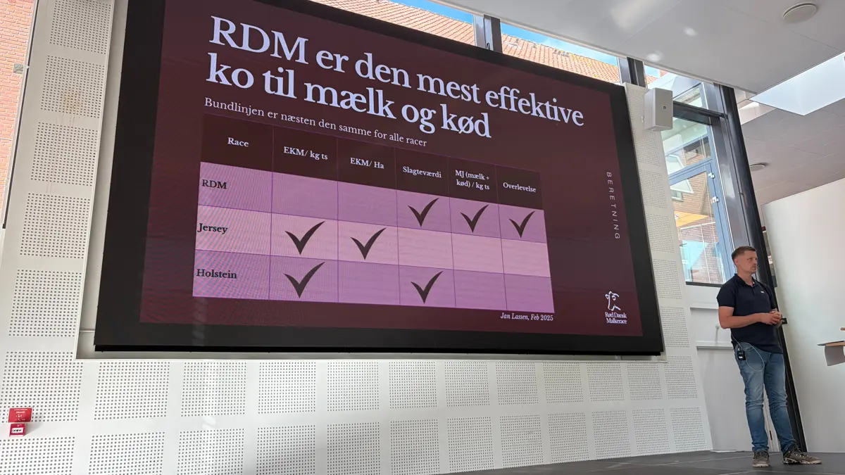 Mælkeproducent og medlem af RDM racebestyrelsen, Torben Due Mikkelsen fremhæver de røde køers fremgang i både mælkeydelse, fedt og protein. Foto: Henriette Lemvig
