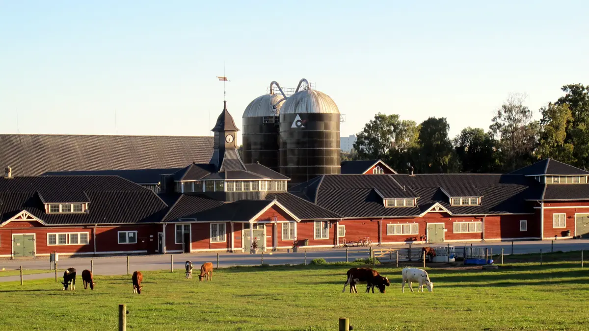 Hamra Gård er DeLavals egen kommercielle mælkeproduktion, hvor virksomheden udvikler og afprøver løsninger under praktiske produktionsforhold. Foto: Camilla Bønløkke
