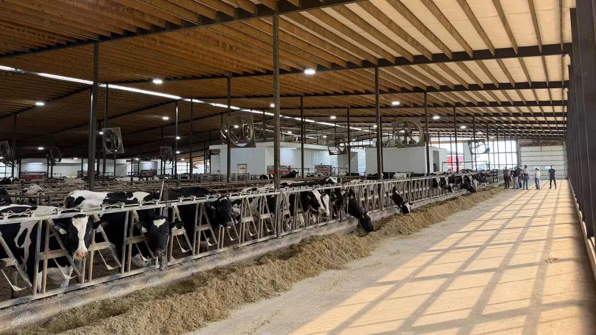 Køerne er opdelt i tre hold hos Farnear Holstein. På den anden side af foderbordet i højre side af billedet er der mulighed for at tilføje endnu et hold med 180 køer ved tre malkerobotter. 