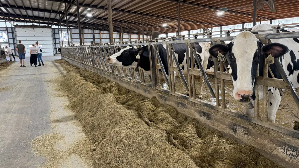 Grovfoderet i køernes ration består af hjemmeavlet majs- og lucerneensilage, mens der leveres tørt hø fra det vestlige USA. Mangel på jord i området kan blive dét, der spænder ben for familien Simons' ambitioner om at udvide besætningen. 
