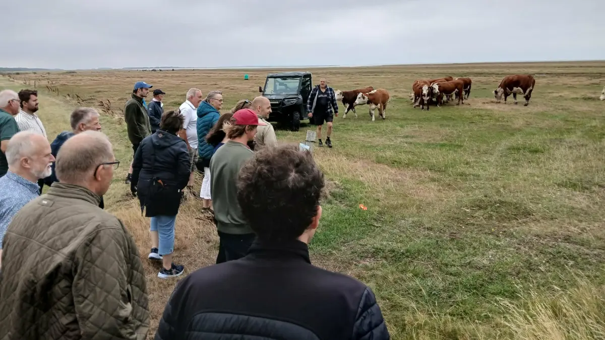 Deltagerne på sommerturen fik indblik i, hvordan kødkvæg bruges til naturpleje på forskellige arealer på Læsø.
