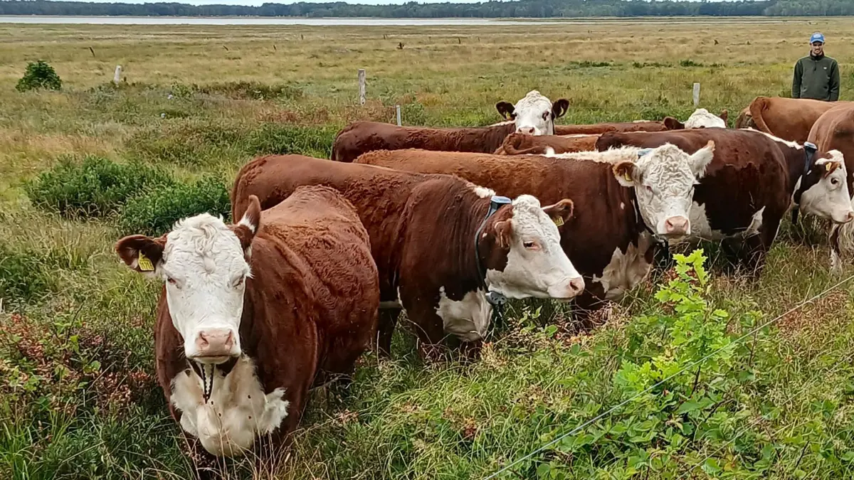 Deltagerne fik undervejs indblik i både naturpleje og brugen af virtuelle hegn på Læsø.