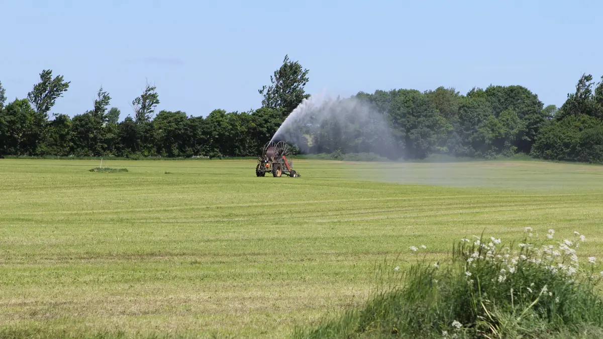 Vandet sandjord er kommet med i beregningsgrundlaget for de endelige udledningsgrænser, hvilket har særlig betydning i de midt- og vestjyske områder, hvor en forholdsvis stor del af jorden kan vandes. Foto: Anne Wolfenberg