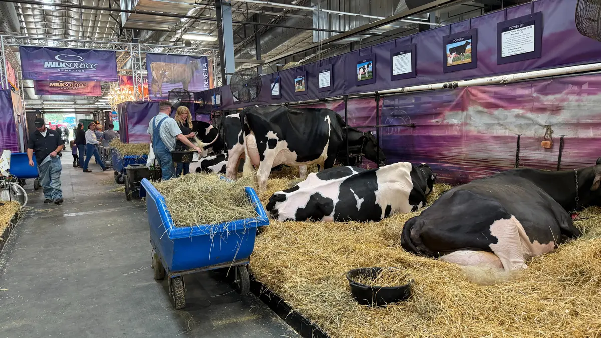 Indretningen i staldene hos de enkelte udstillere overlader intet til tilfældighederne. Her er det hos Milksource, der har i alt omkring 30.000 køer i Wisconsin og Midtvesten. 