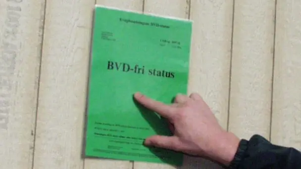 Fødevarestyrelsen opfordrer kvægejere til at have ekstra fokus på smittebeskyttelsen, så BVD ikke spreder sig til andre besætninger. Arkivfoto