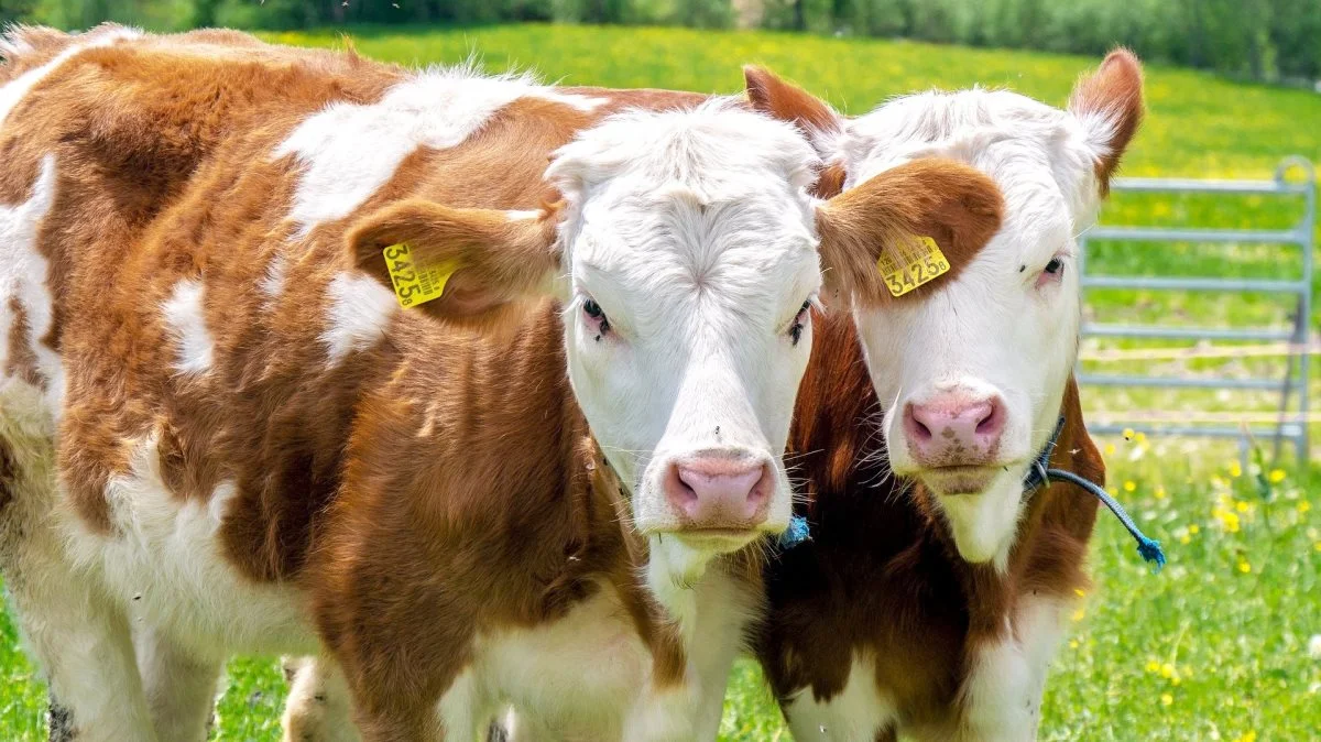 I visse Natura 2000-områder kan der nu søges tilskud til blandt andet hegn til afgræsning, og det er muligt at ansøge uanset hvilken dyretype, der eventuelt skal gå på arealerne.