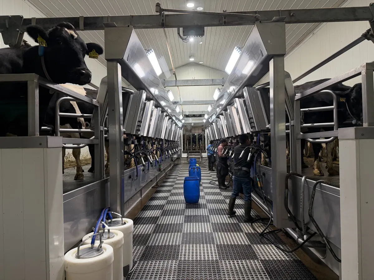 Der går ganske få timer fra køerne på Penterman Farm er blevet malket, til en del af mælken er undervejs i processen mod at blive til ost. 