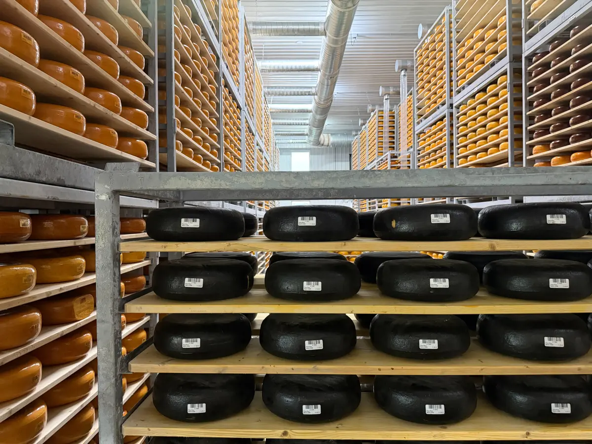 Der er cirka 50.000 ostehjul på lager hos Marieke Gouda, og de har allerede en aftager. Ostene bliver både malet og vendt med håndkraft. 