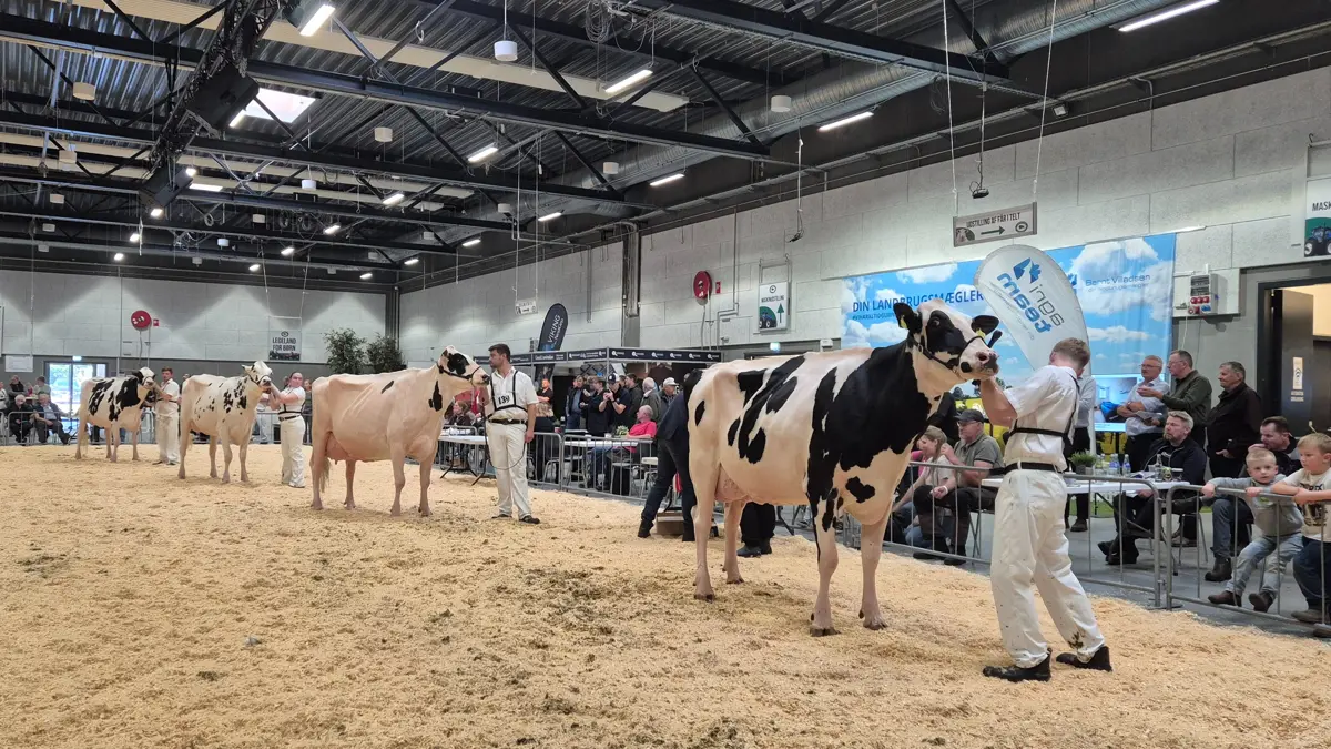 Der var gode konkurrencer i ringen på Kimbrerskuet, hvor både malkekvæg og kødkvæg var blandt de dyr, der trak opmærksomhed.