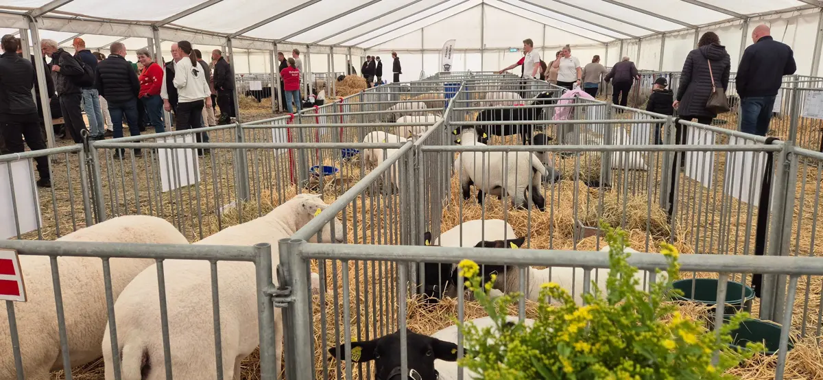 Omkring 120 får var med til at fylde godt på årets Kimbrerskue. Ifølge Brian Otte var fåreudstillingen kun overgået af Landsskuet blandt de danske fåreudstillinger.