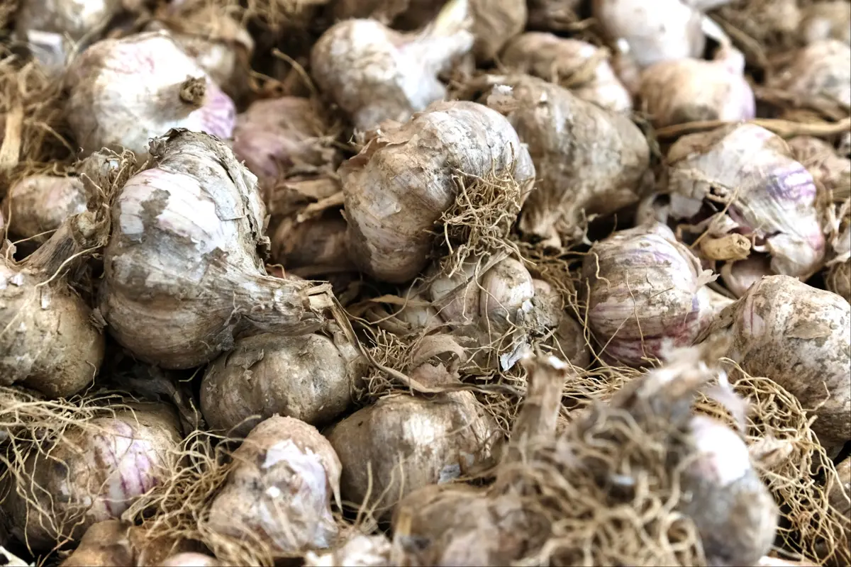 Hvidløgene, som de ser ud efter høst med maskine – de er for beskidte til at kunne sælges i supermarkederne.
