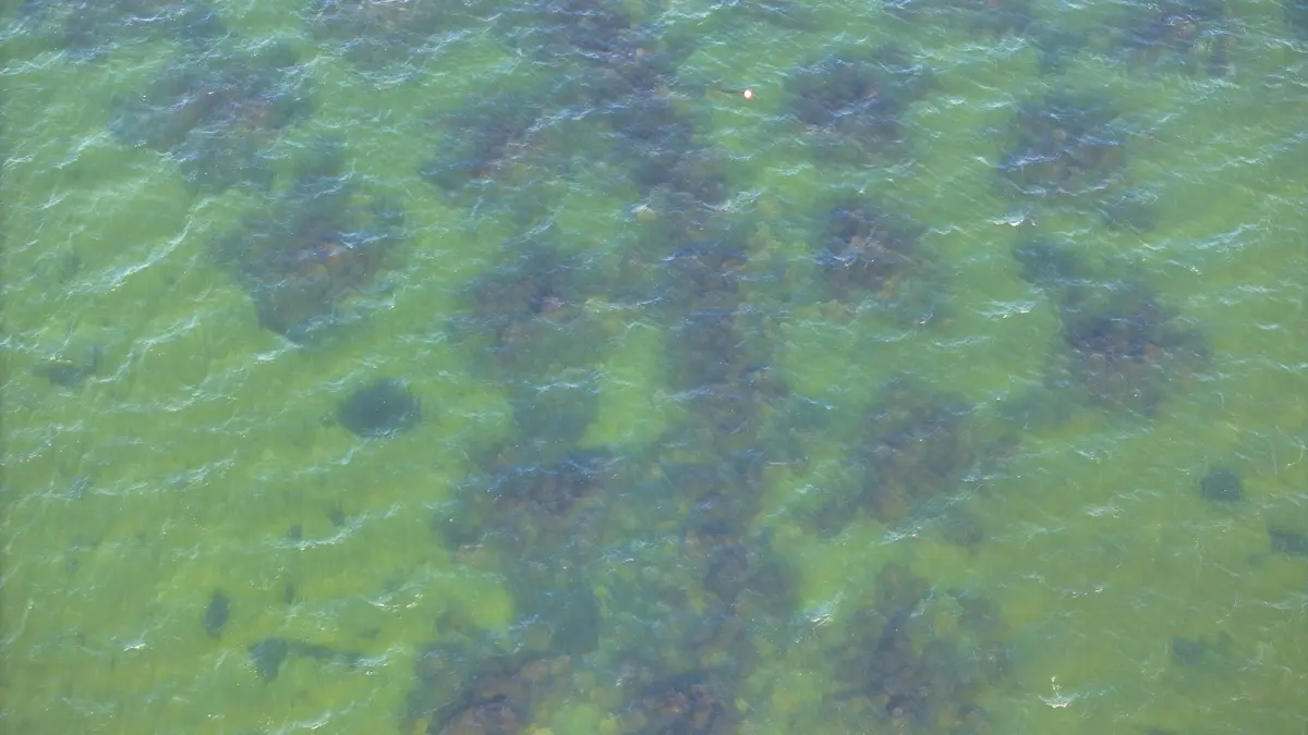 Et af målene med den marine naturgenopretning er at skabe bedre levesteder for dyr og planter i fjorden. Stenrev kan blandt andet give fast bund, skjulesteder og bedre muligheder for alger og andet plante- og dyreliv.
