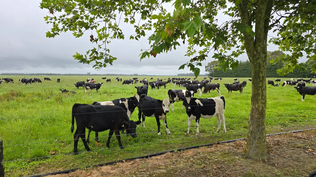 Bortset fra ud mod veje så er der ikke synlige hegn på de 1.000 hektar græsmarker, men derimod et virtuelt hegn fra transpondere på køernes hals. Her er det dog ungdyrene.