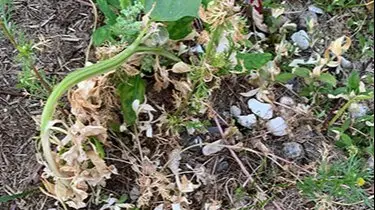 Effekt på stort ukrudt efter ti dage af et pelargonsyremiddel. Det ses, at det er særlig vigtigt at dække alle dele af planten. Den store meldeplante er kun ramt på den nedre stængel og gror videre i toppen.