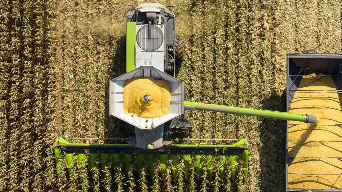 Med det nye Rovio 5-bord og Cemos Corn optimerer Claas høsten af kernemajs yderligere.