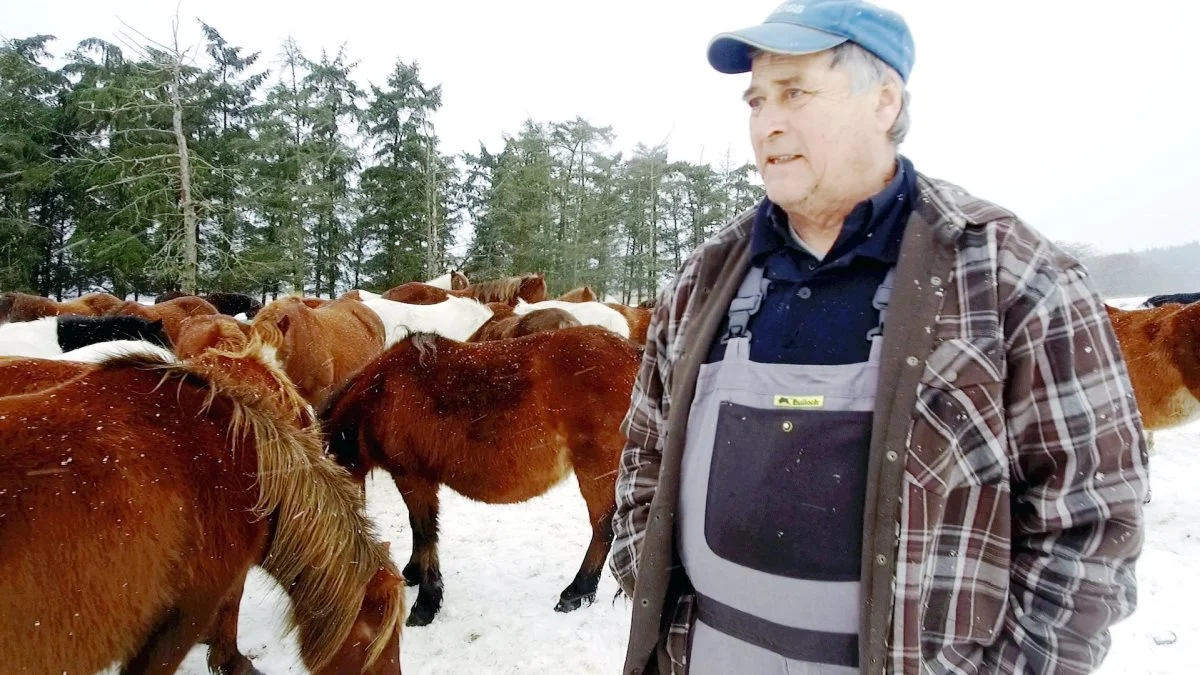 Dommeren og lægdommerne mente ikke, at der var bevis for, at Ulf Nielsen havde behandlet sine heste uforsvarligt. Foto: Alexander Dornwirth