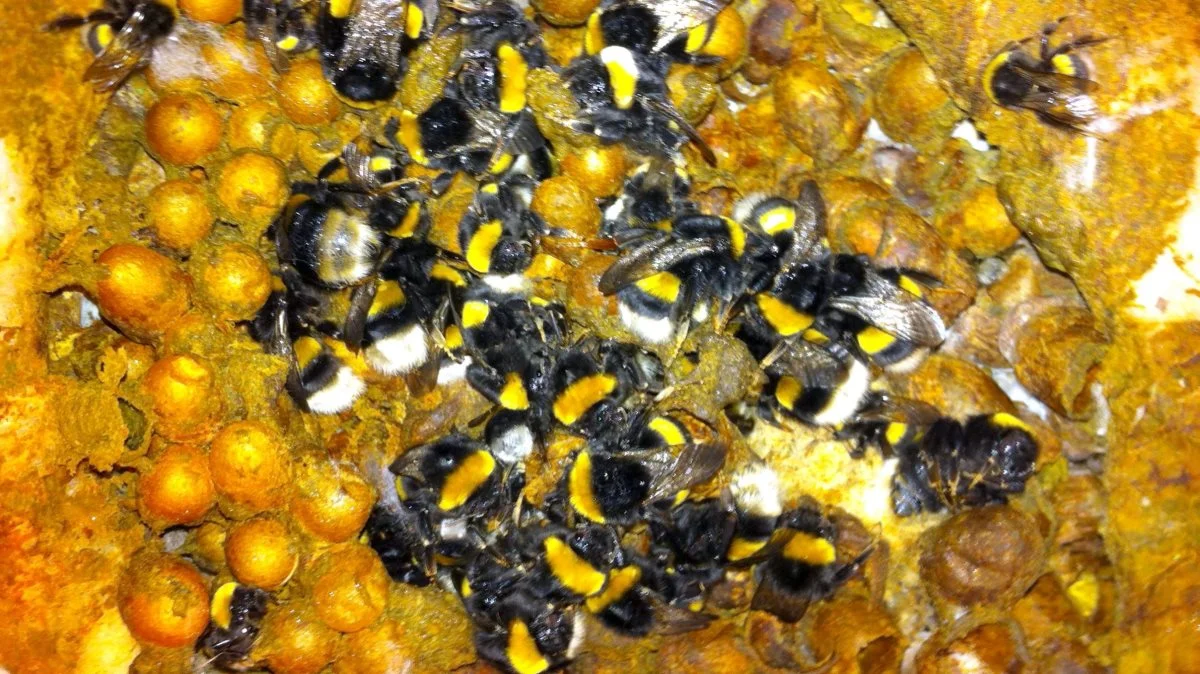 Koloni af mørk jordhumle (Bombus terrestris). Foto: Henning Bang Madsen