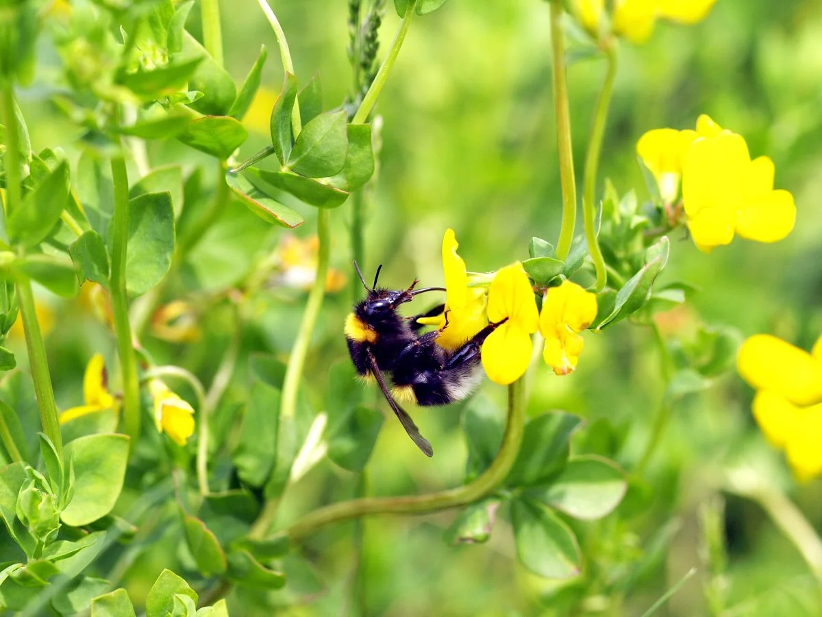 Havehumle (Bombus hortorum) på kællingetand. Foto: Henning Bang Madsen