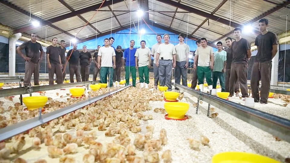 Kyllingeproduktion hos én af de brasilianske landmænd, der har kontrakt med BRF-koncernen og dermed skal holde en særlig høj standard på blandt andet dyrevelfærd. Foto: BRF