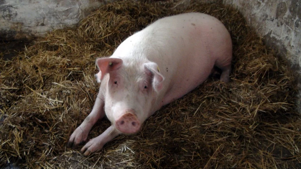 Billedet stammer ikke fra den pågældende farm. Foto: Colourbox