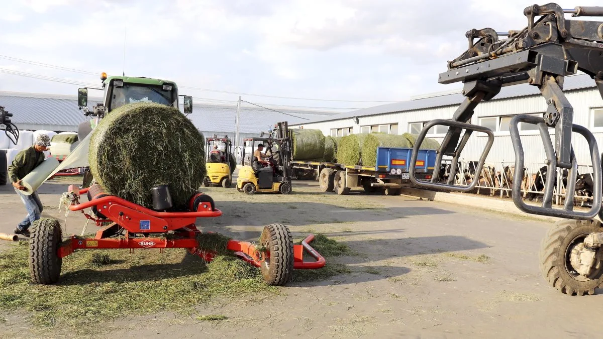 To gange bobcats tager det friskhøstede lucernegræs ned fra vognen og sætter rundballen på en stationær wrapmaskine. Fotos: Jørgen P. Jensen