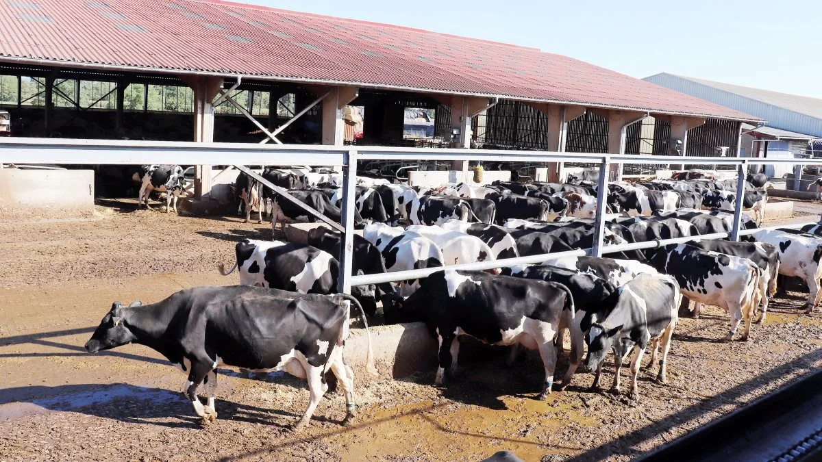 Foderet til de 450 køer består af majsensilage samt græsensilage, hø, sukkerroeaffald, lucerne, mask, rapskager, soja og mineraler.