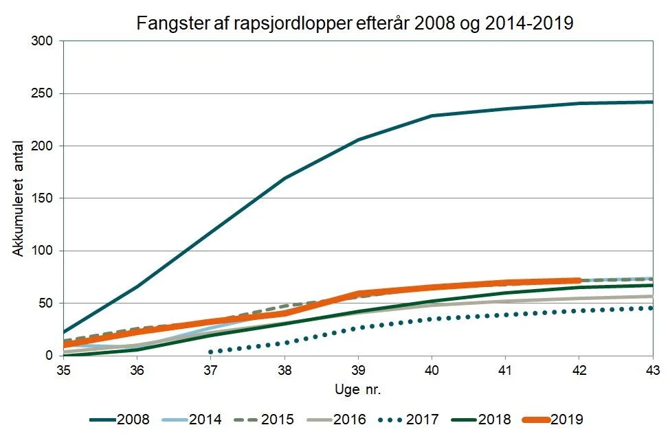 Udviklingen i mængden af jordlopper i rapsmarker i år sammenholdt med tidligere år. 2008 er også medtaget, da der dette år var meget kraftige angreb. Kilde: Ghita Cordsen Nielsen, Seges