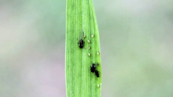 Der er ikke fundet så mange bladlus i markerne i år som de to foregående år. Men finder man over 2-3 procent planter med lus, anbefales behandling. Foto: Ghita Cordsen, Seges